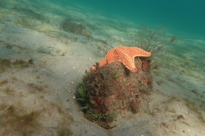 Esperienza di snorkeling nell'Oceano Atlantico
