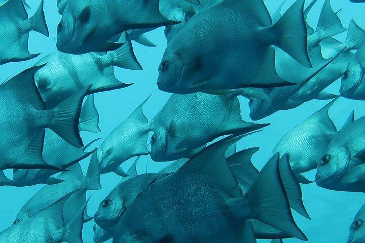 Esperienza di snorkeling nell'Oceano Atlantico