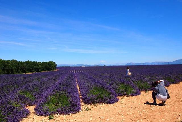 Lavender Fields