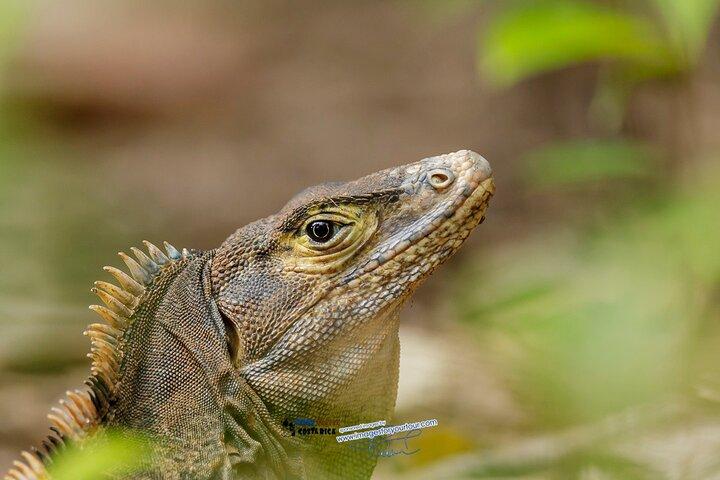 Manuel Antonio Nationaal Park tour