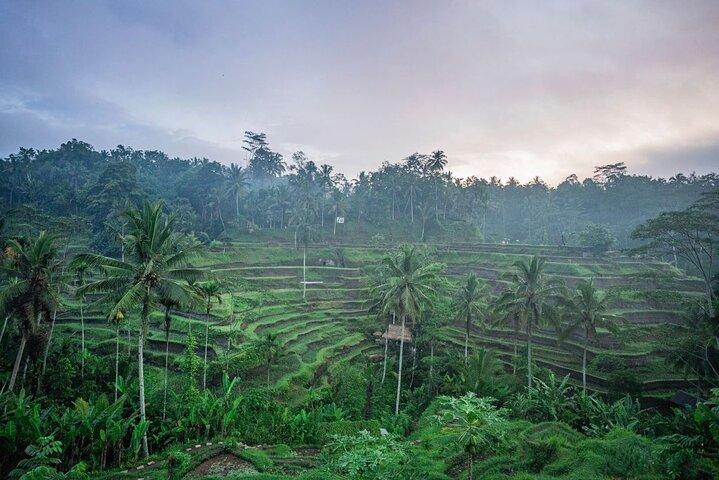 Bali Sensationel: Ubud og Tanah Lot Temple Tour