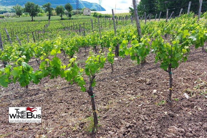 Tour Gourmet Privato dell'Irpinia da RAVELLO con sommelier