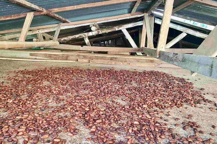 Salento à Viterbo pour une journée complète de café, de cacao et de Panela