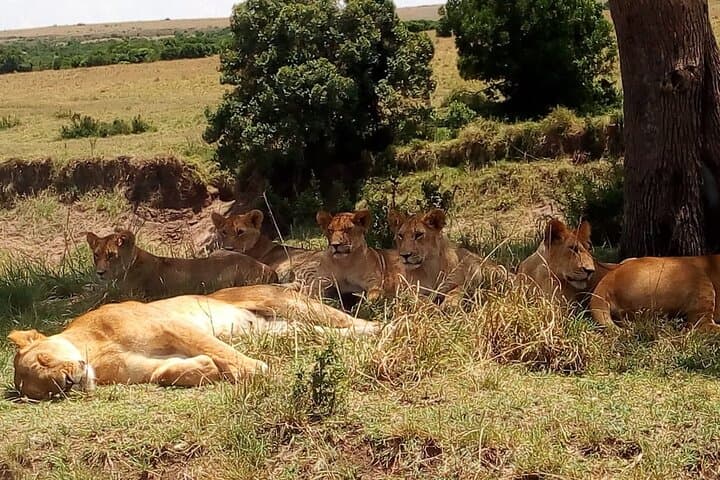 Nairobi National Park Half-Day Tour; Free Wi-Fi connection