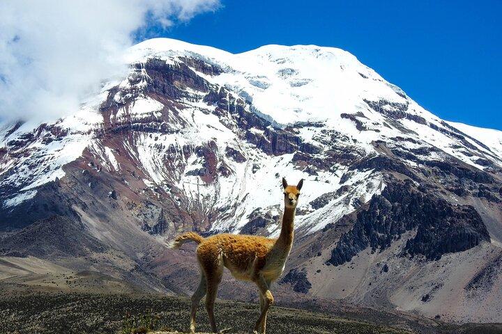 Ecuador Amazing Tour 15 dagar från Quito eller Guayaquil