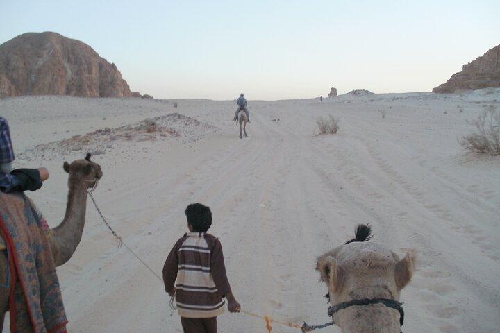 Safari à dos de chameau au départ de Dahab 3 jours 2 nuits