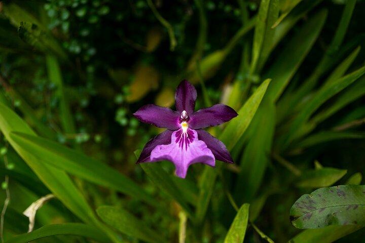 Orchideen-Tour