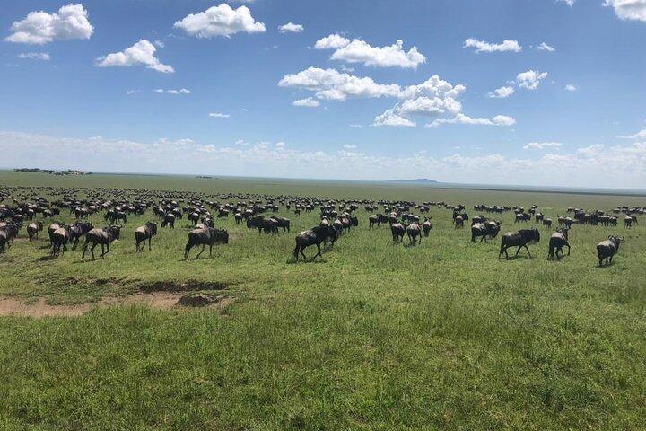 4 dagar Tanzania Camping Safari
