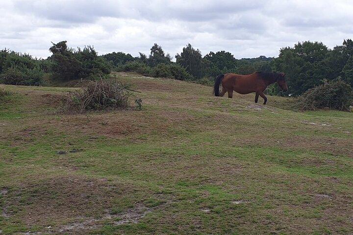 Private tour to Durdle Door, Corfe Castle, New Forest