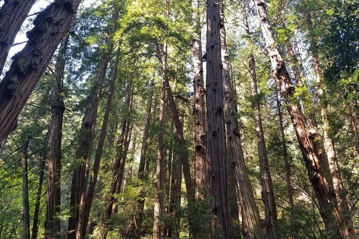 Visite privée de Muir Woods, Sausalito, Marin Headlands et du phare