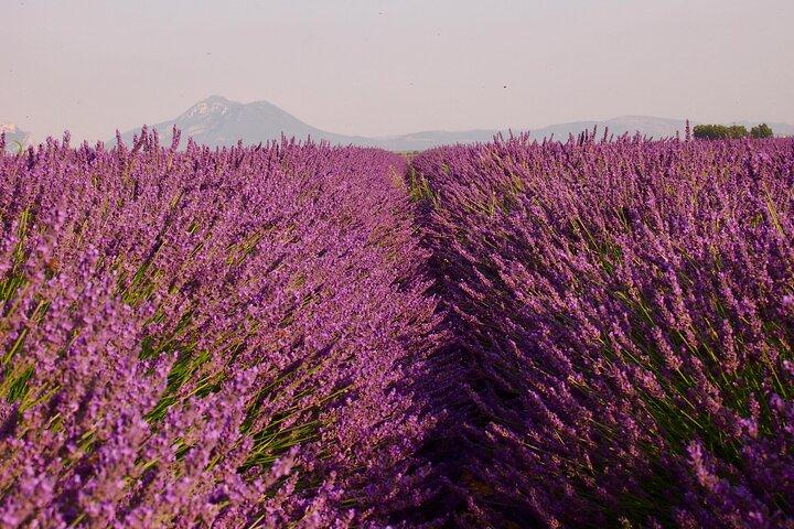 Sunset Lavender Tour em Valensole com coleta de Marselha
