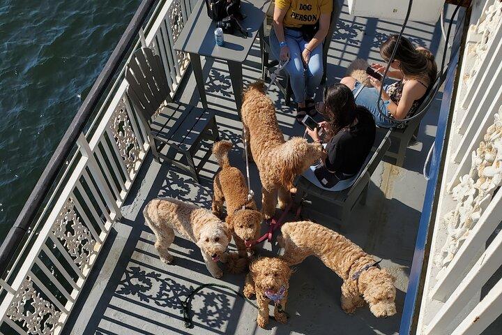 Dog Day of Summer Harbour Cruise a Boston