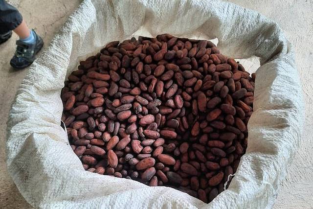 Cacao