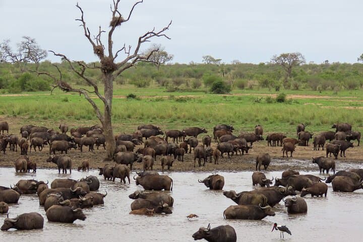 Kruger National Park - Private full day Safari trip.