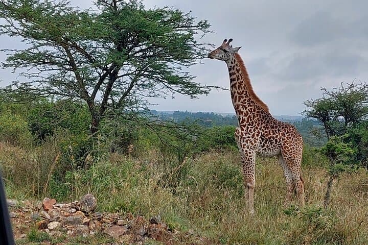 Nairobi National Park Morning Game Drive