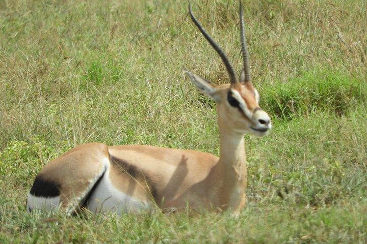 Nairobi National Park Morning Game Drive