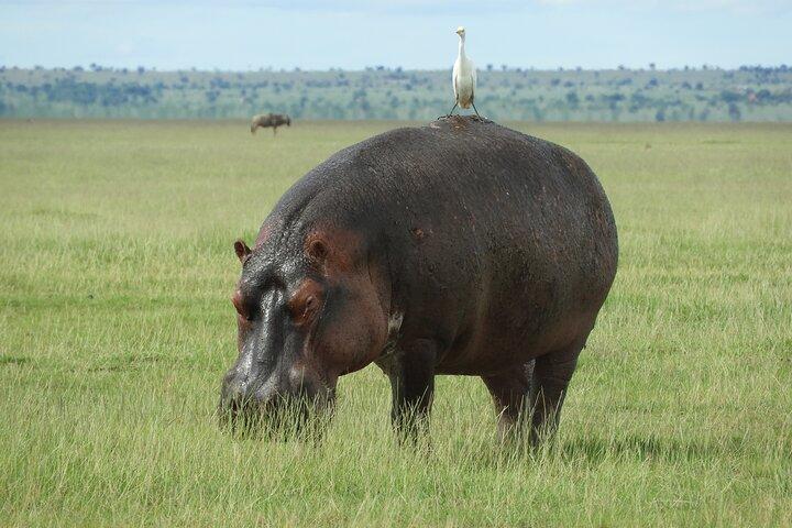 Nairobi National Park Morning Game Drive
