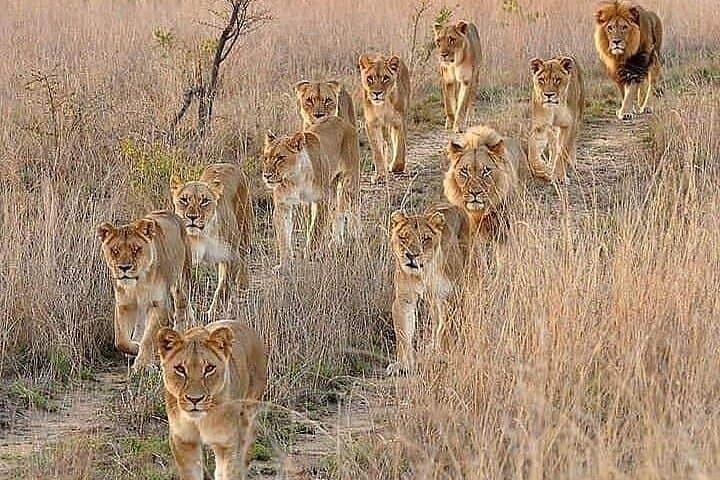 6 Days best of kenya safaris Maasai Mara-Lake Nakuru Amboseli National Park
