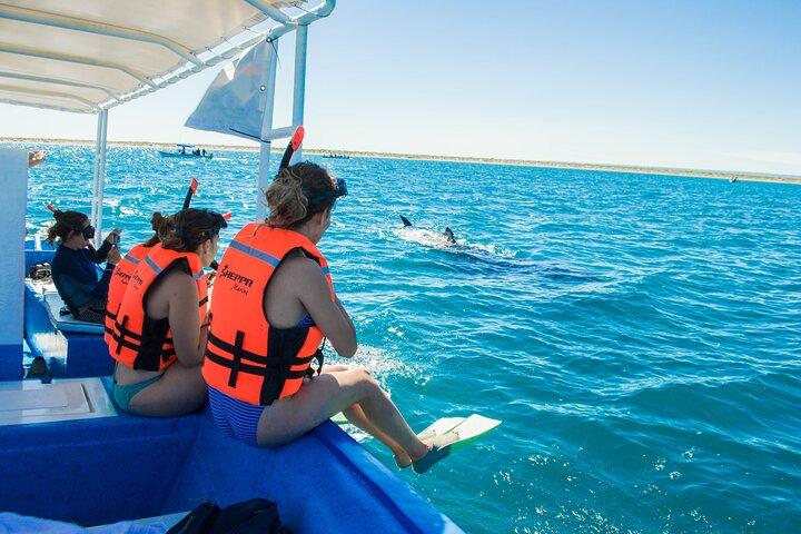 地元の海洋生物学者との少人数グループでのジンベエザメ シュノーケリング ツアー