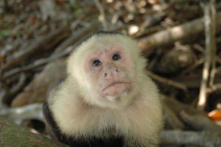 Manuel Antonio Nationalpark Wanderung von Jacó