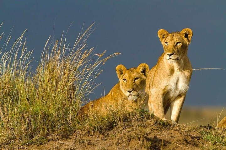3Days/2Nights Masai Mara Safari on Midrange camp with Landcruiser