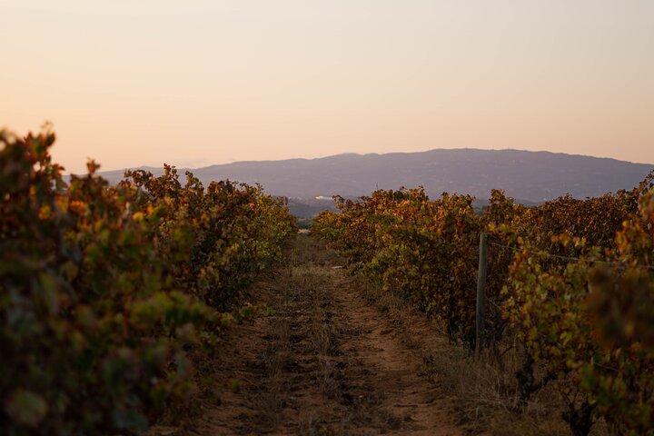 Cena ai Vigneti di Lagoa
