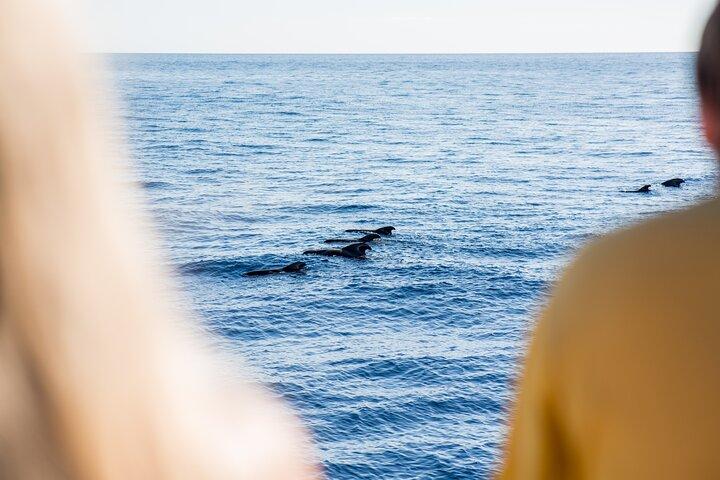 Royal Delfin 3H Avvistamento di delfini e balene! Nuoto e pranzo!