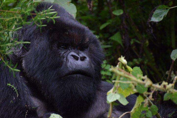Safari de trekking com gorilas de Uganda de 3 dias
