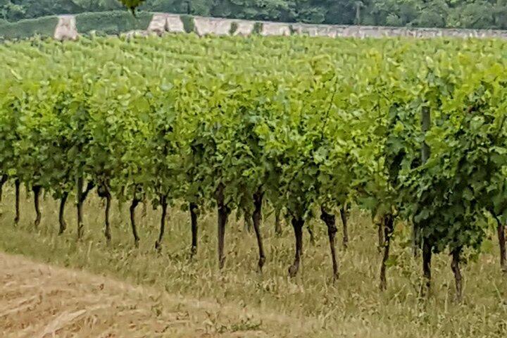Private Amarone & Valpolicella Weintour ab Venedig