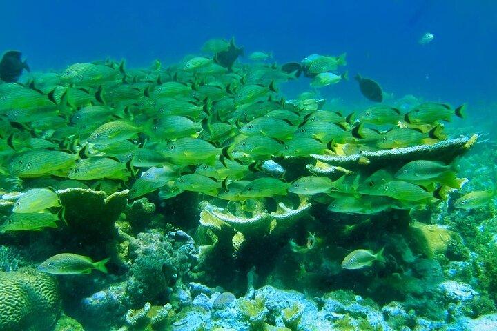 Opdag Isla Mujeres på en dobbeltdækker-katamaran