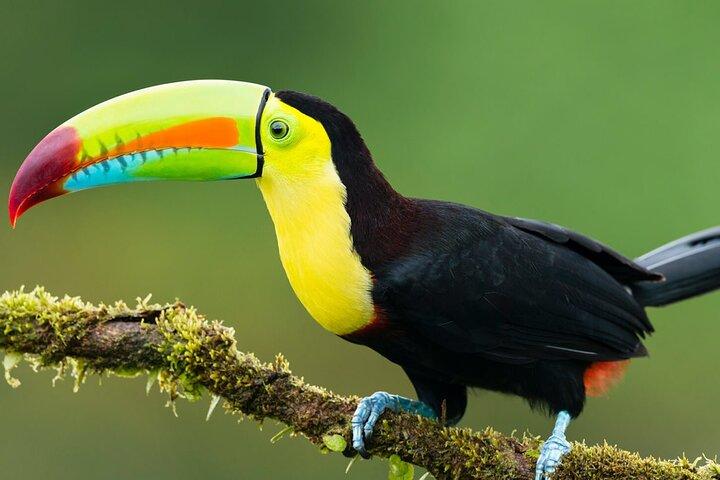 Excursion guidée tout compris dans la jungle de 5 jours d'Iquitos au Maniti Eco-Lodge