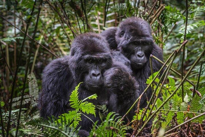 Safari de trekking com gorilas de Uganda de 3 dias