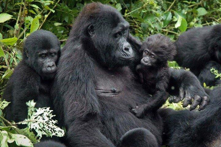 Safari de trekking com gorilas de Uganda de 3 dias