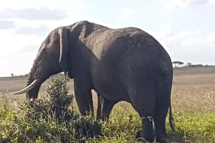 Lake Nakuru National Park,Lake Naivasha & Crescent Island Day Tour.