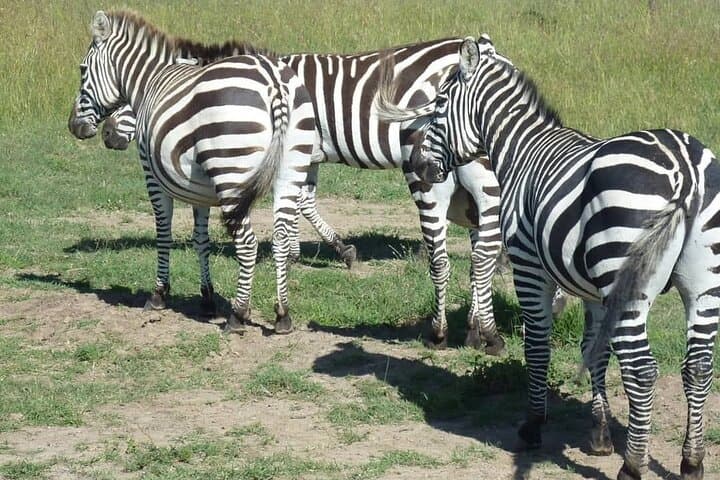 Lake Nakuru National Park,Lake Naivasha & Crescent Island Day Tour.