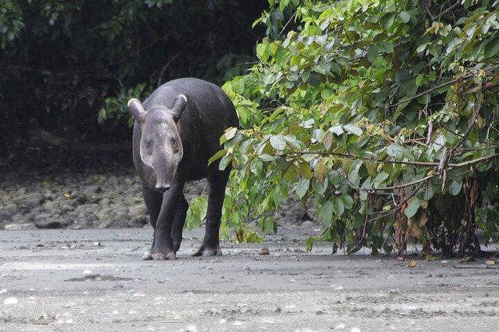 Pacheco Tours - 2 Giorni 1 Notte a Corcovado Sirena Da Drake Bay