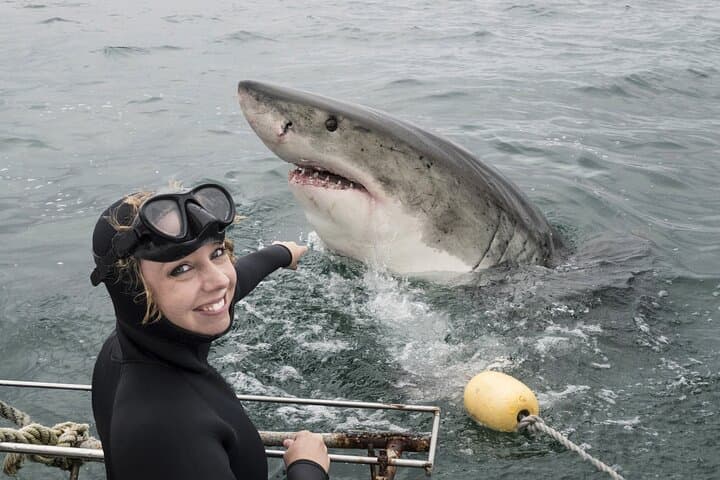Gansbaai Shark Cage Diving & Penguins Small Group Tour from Cape Town