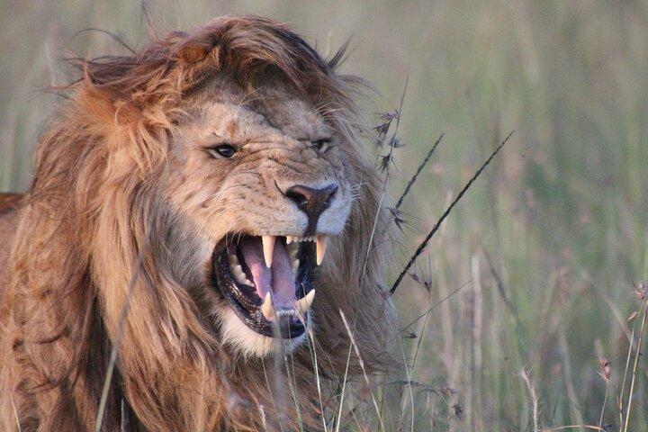 Grupo Maasai Mara de 3 días uniéndose al safari