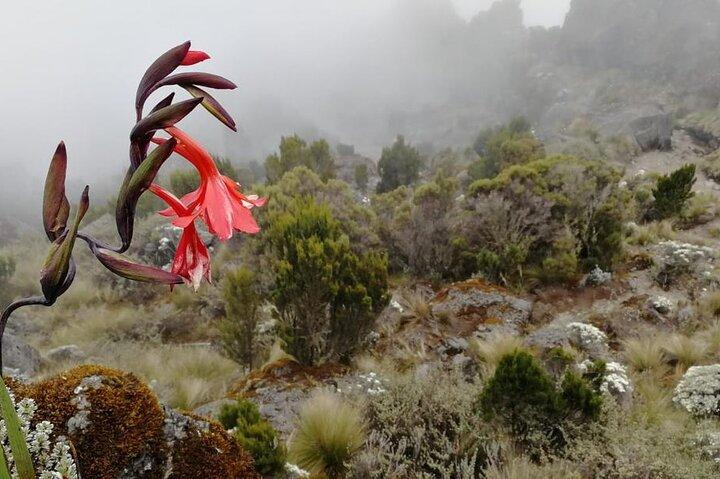 Dagstur til Kilimanjaro National Park