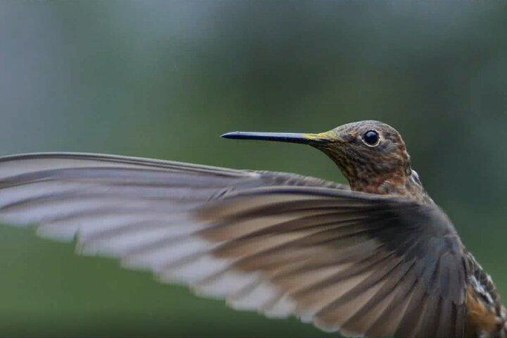 Kolibris des Heiligen Tals - Cusco