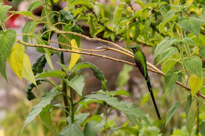 Kolibris des Heiligen Tals - Cusco