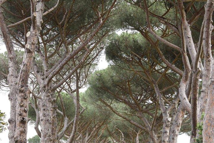 Castel Gandolfo - con drop on e drop off privati