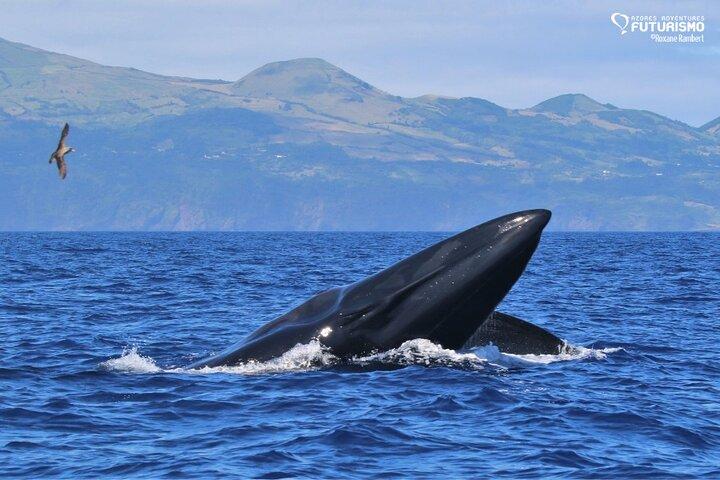 Val och dolphin tittar på Pico Island