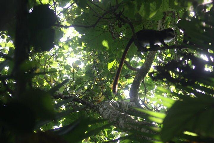 14 Tage Uganda Safari Abenteuer, Gorilla Trekking und Wildlife Tour