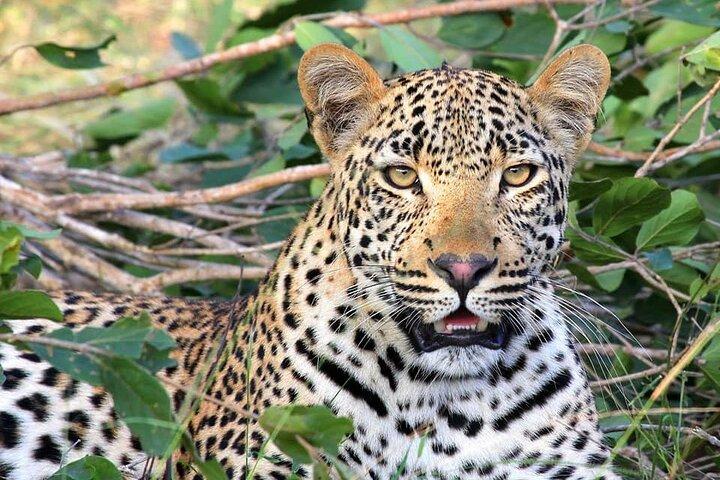 14 Tage Uganda Safari Abenteuer, Gorilla Trekking und Wildlife Tour
