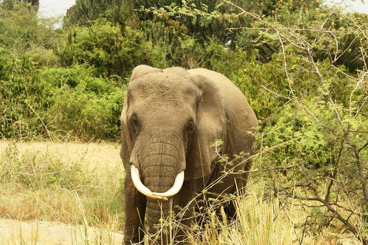 14 Tage Uganda Safari Abenteuer, Gorilla Trekking und Wildlife Tour