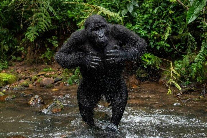 14 Tage Uganda Safari Abenteuer, Gorilla Trekking und Wildlife Tour