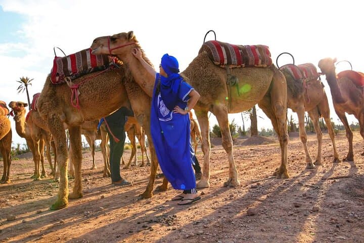 Marrakech Sunset Camel Ride in the Palm Grove