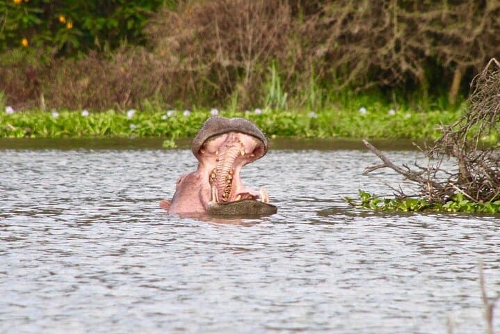 Day Tour to Crescent Island in Naivasha