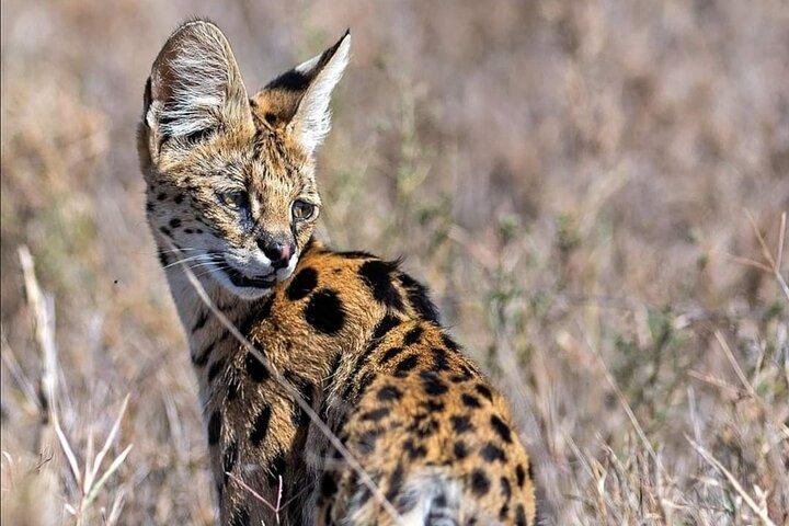 Safari de 5 días en el lago Manyara, Serengeti y Ngorongoro